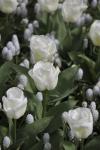 Тюльпан Калгари (Tulipa Calgary), 10 шт (разбор 11/12)