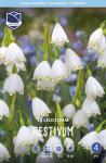 Белоцветник летний (Leucojum aestivum), 10 шт (разбор 8/9)