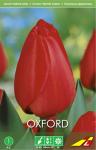 Тюльпан Оксфорд (Tulipa Oxford), 5 шт (разбор 11/12)