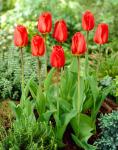 Тюльпан Оксфорд (Tulipa Oxford), 5 шт (разбор 11/12)