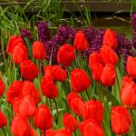 Тюльпан Оксфорд (Tulipa Oxford), 5 шт (разбор 11/12)