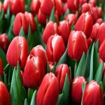 Тюльпан Кунг Фу (Tulipa Kung Fu), 10 шт (разбор 11/12)