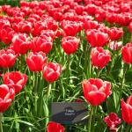 Тюльпан Кунг Фу (Tulipa Kung Fu), 10 шт (разбор 11/12)