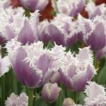 Тюльпан Твинклин Даймондс смесь (Tulipa Twinkling Diamonds), 15 шт