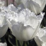 Тюльпан Твинклин Даймондс смесь (Tulipa Twinkling Diamonds), 15 шт