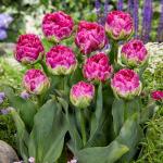 Тюльпан Викид ин Пинк (Tulipa Wicked in Pink), 5 шт (разбор 11/12)