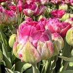 Тюльпан Викид ин Пинк (Tulipa Wicked in Pink), 5 шт (разбор 11/12)