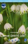 Белоцветник летний Гравити Джайент (Leucojum aestivum Gravetye Giant), 5 шт (разбор 14/16)
