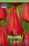 Тюльпан Апельдорн (Tulipa Apeldoorn), 25 шт (разбор 12/14)