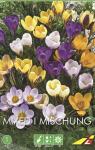 Крокус ботанический смесь (Crocus species Mixed), 10 шт (разбор 5/7)