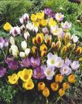 Крокус ботанический смесь (Crocus species Mixed), 10 шт (разбор 5/7)