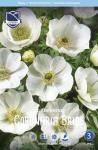 Анемона Де Каен Брайд (Anemone de Caen The Bride), 20 шт (разбор 6/7)