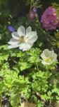 Анемона Де Каен Брайд (Anemone de Caen The Bride), 20 шт (разбор 6/7)