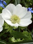 Анемона Де Каен Брайд (Anemone de Caen The Bride), 20 шт (разбор 6/7)