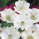 Анемона Де Каен Брайд (Anemone de Caen The Bride), 20 шт (разбор 6/7)