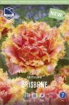 Тюльпан Брисбен (Tulipa Brisbane), 10 шт (разбор 12/14)