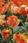 Тюльпан Пэррот Кинг (Tulipa Parrot King), 10 шт (разбор 11/12)