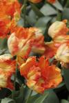 Тюльпан Пэррот Кинг (Tulipa Parrot King), 10 шт (разбор 11/12)