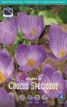 Крокус Специосус (Crocus speciosus), 20 шт (разбор 5/7)