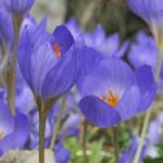 Крокус Специосус (Crocus speciosus), 20 шт (разбор 5/7)