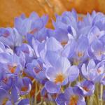 Крокус Специосус (Crocus speciosus), 20 шт (разбор 5/7)