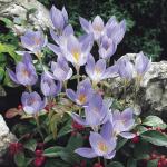 Крокус Специосус (Crocus speciosus), 20 шт (разбор 5/7)