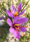 Крокус Сативус (шафран) (Crocus Sativus), 15 шт (разбор 9/10)