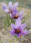 Крокус Сативус (шафран) (Crocus Sativus), 15 шт (разбор 9/10)