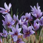Крокус Сативус (шафран) (Crocus Sativus), 15 шт (разбор 9/10)