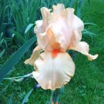 Ирис высокорослый Оранж Чариэт (Orange с), 1 шт