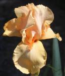 Ирис высокорослый Оранж Чариэт (Orange с), 1 шт