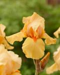 Ирис высокорослый Оранж Чариэт (Orange с), 1 шт