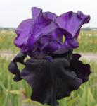 Ирис высокорослый Блэк Дрэгон (Black Dragon), 1 шт