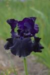 Ирис высокорослый Блэк Дрэгон (Black Dragon), 1 шт