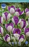 Крокус Ялта (Crocus Yalta), 20 шт (разбор 5/7)