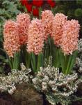 Гиацинт Джипси Куин (Hyacinthus Gipsy Queen), 5 шт (разбор 16/17)