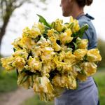 Тюльпан Йеллоу Мадонна (Tulipa Yellow Madonna), 10 шт (разбор 11/12)