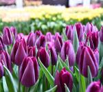 Тюльпан Дип Пепл Рок (Tulipa Deep Purple Rock), 10 шт (разбор 12/14)
