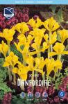 Ирис Данфорда (Iris danfordiae), 20 шт (разбор 6/7)