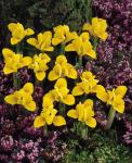 Ирис Данфорда (Iris danfordiae), 20 шт (разбор 6/7)