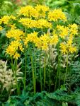 Аллиум Молли (Allium Moly), 10 шт (разбор 5/6)