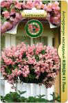 Антирринум каскадный Кэнди F1 Пинк
