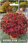 Колеус Мулен Руж Сатин