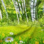 Наволочка 40*40 см, бязь ГОСТ (Березовая роща 3 D)