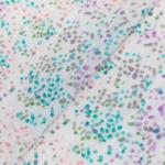 Ткань "PEPPY" Ткань муслиновая ФАСОВКА EMBRACE 100\% хлопок 100 х 125 см Shannon Fabrics