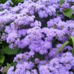 Агератум Хоустона Кона Блю 10шт