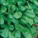 Кресс-салат Дукат 1гр