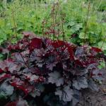 Гейхера мелкоцветковая Палас Пурпл 5шт