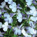 Лобелия эринус Ривьера Блю Сплаш 5шт