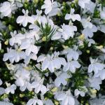 Лобелия эринус Ривьера Вайт 5шт